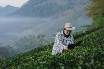 The owner of a world-class tea plantation inspects the quality and growth of tea leaves on his...