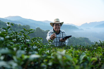 The owner of a world-class tea plantation inspects the quality and growth of tea leaves on his...
