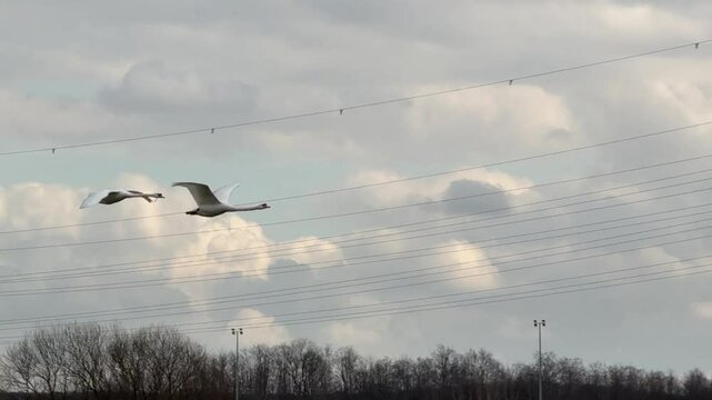 Schw&auml;ne fliegen NRW Industrie