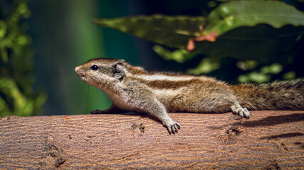 Stretching Squirrel on a Tree Trunk – Wildlife Photography