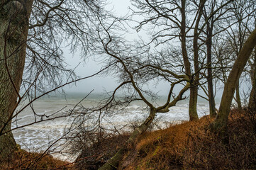 Die Ostseeküste auf Fehmarn während eines Sturms mit umgestürzten Bäumen