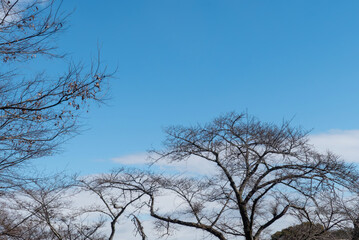 冬の空に枯れ木がつくる美しい風景