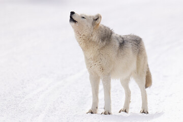 Obraz premium Gray Wolf howling in snow