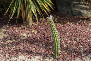 Close-up photo of a cute young green cactus (Pilosocereus)