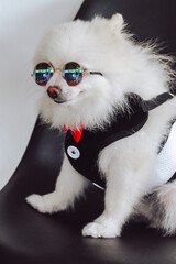 Fototapeta premium A cute fluffy white Pomeranian wearing a sunglasses, red bow tie and a tuxedo. Pomeranian dog in outdoor. Puppy poodle dog sit down looking