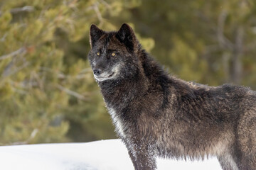 Gray Wolf Black Wolf