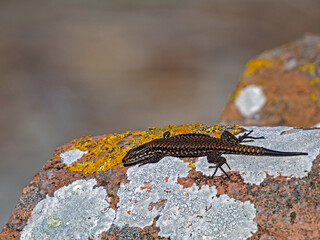 Nahaufnahme einer Mauereidechse, Podarcis muralis, auf einer von Flechten bewachsenen Mauer