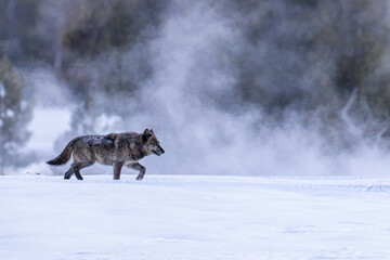 Gray Wolf Black Wolf