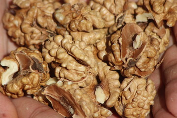 A close-up of hands holding walnut kernels