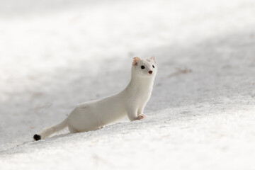 Long-tailed Weasel