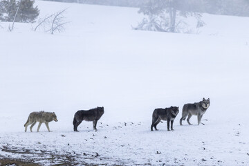 Gray Wolf Black Wolf