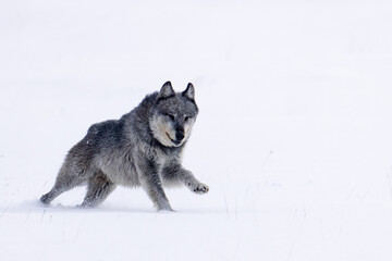 Gray Wolf Black Wolf