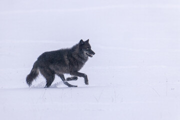 Gray Wolf Black Wolf