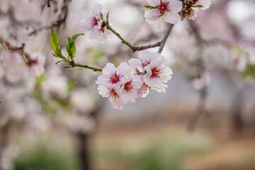 Fototapeta premium almond orchards in bloom, spring delicate background
