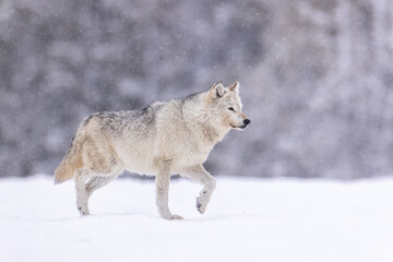 Gray Wolf walking in snow