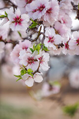 almond orchards in bloom, spring delicate background