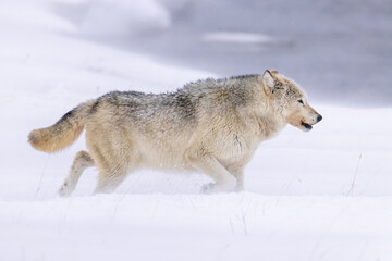 Gray Wolf walking in snow