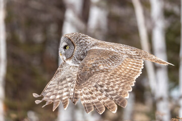 Great Gray Owl
