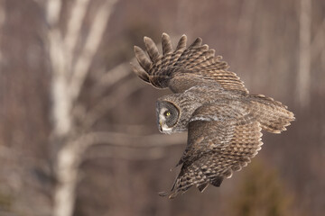 Great Gray Owl
