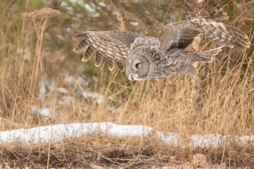 Great Gray Owl in flight 