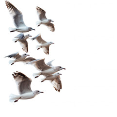 Fototapeta premium A flock of birds flying together isolated on white background.PNG