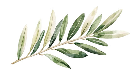 A leafy green olive branch with a few white leaves