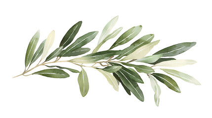 A leafy green olive tree branch with a few leaves