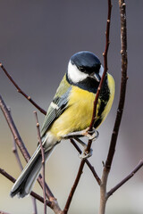 portrait d'une mésange charbonnière 