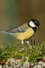 une mésange charbonnière 
