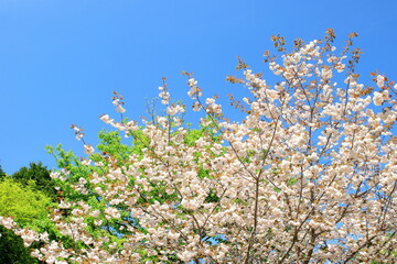 満開の八重桜