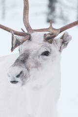 Portrait of a reindeer