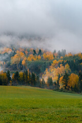 Nordic autumn landscape, misty woods