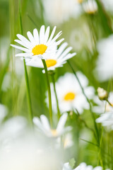 Daisies in the grass