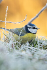 mésange bleue sur de l'herbe gelé 