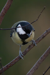 portrait d'une mésange charbonnière 