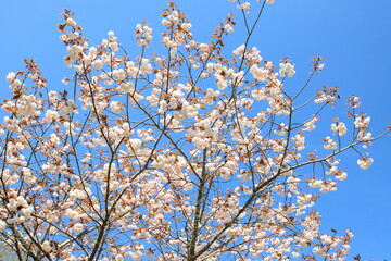 八重桜と快晴の空