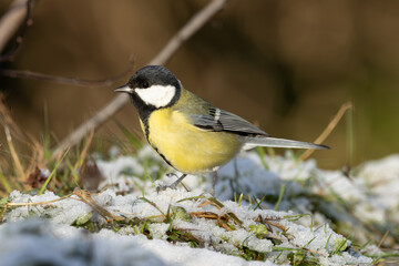 Fototapeta premium mésange charbonnière dans la neige 
