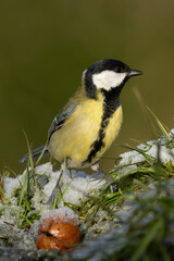 mésange charbonnière sur un sol enneigé  