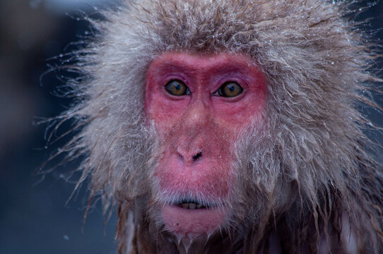 Close Up of Japanese Snow Monkey Looking at the Camera with a Surprise Face - Powered by Adobe