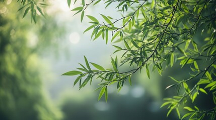 Delicate willow branches in fresh green, soft morning light, serene and minimalist Qingming Festival scene