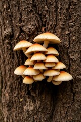  Art photograph of mushrooms on a tree trunk