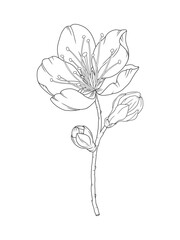 Apricot beautiful branch with blooming flower and buds in graceful thin line. Japanese spring sakura blossoms, outline. Hand drawn sketch of cherry, plum, or peach blooms. Vector illustration