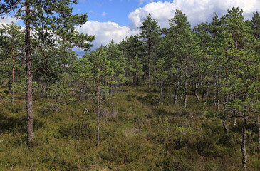 Landscape photo with pine trees and plants in the swamps against a blue sky with clouds at the Viru Bogs in Lahemaa National Park in Estonia	