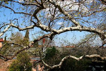 A branch of a tree with fresh spring leaves on the background of a blue sky with clouds in the park of the city of Bursa, Turkey