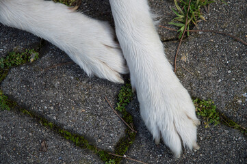 Close-up of white dog paws resting on a concrete paving stone surface, with green grass growing in the cracks