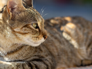 A close-up of a cat showcasing its sharp eyes, soft fur, and delicate whiskers. The intricate details of its face, from the texture of its nose to the subtle patterns in its coat, are clearly visible.