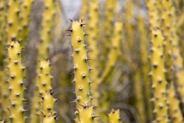yellow cactus in the garden