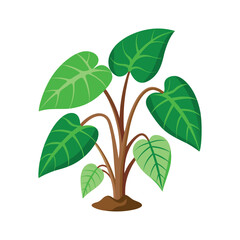 Detailed Taro Plant Vector Illustration.