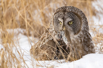 Great Gray Owl