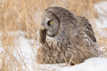 Great Gray Owl